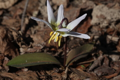 Erythronium krylovii