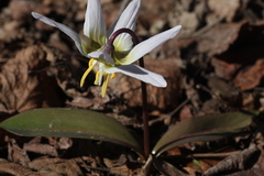 Erythronium krylovii