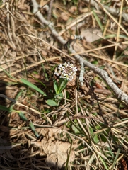 Noccaea caerulescens