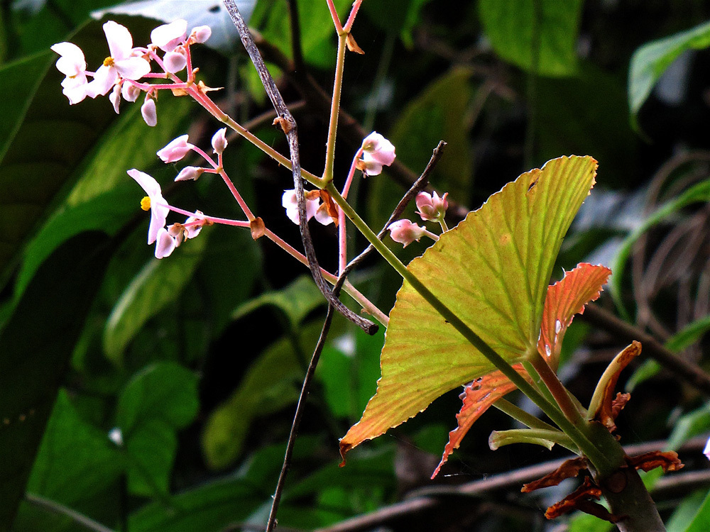 Begonia viscosa
