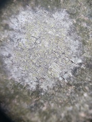 Lecanora barkmaniana