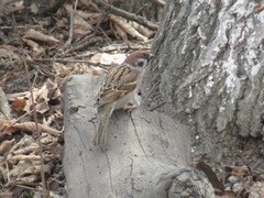 Passer montanus