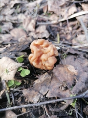 Gyromitra gigas