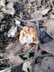Gyromitra gigas
