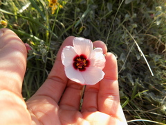 Pavonia cymbalaria