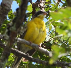 Emberiza cabanisi