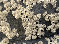 Chthamalus stellatus