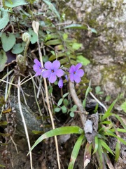 Phlox stolonifera