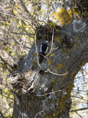 Dendrocopos major hispanus