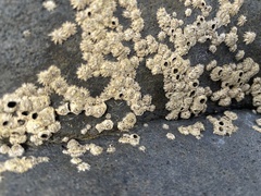 Chthamalus stellatus