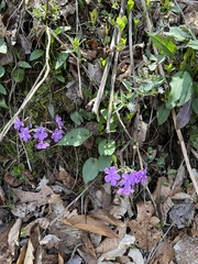 Phlox stolonifera
