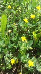 Medicago orbicularis