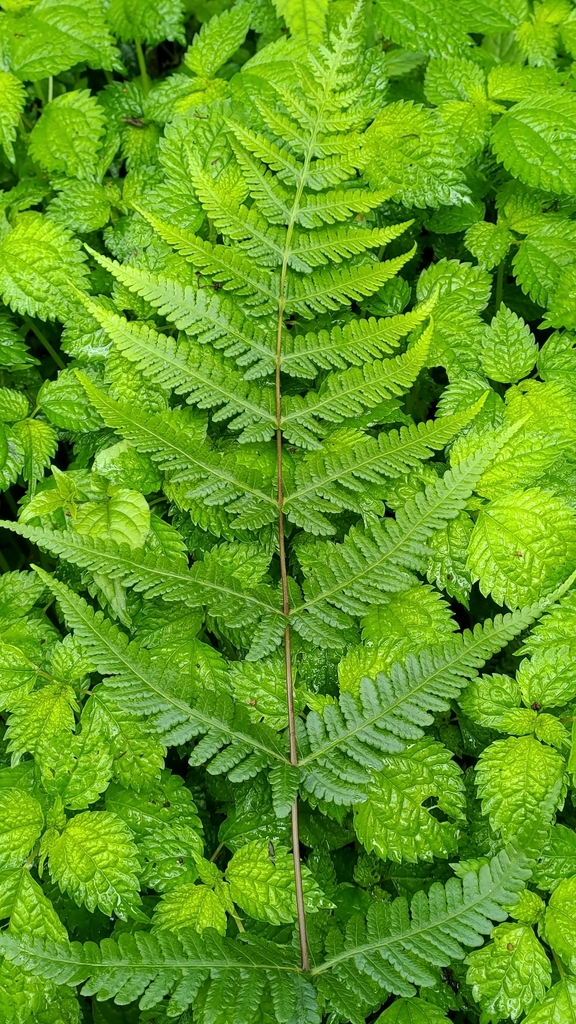 Pseudophegopteris subaurita
