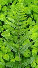 Pseudophegopteris subaurita