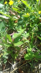 Medicago orbicularis