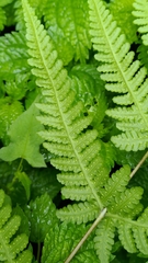 Pseudophegopteris subaurita
