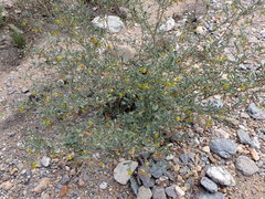 Hermannia lavandulifolia