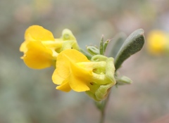 Hermannia lavandulifolia