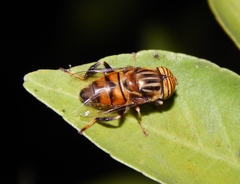 Eristalinus quinquelineatus