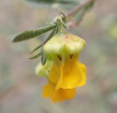 Hermannia lavandulifolia