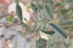 Hermannia lavandulifolia