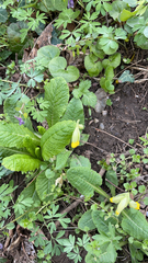 Primula veris