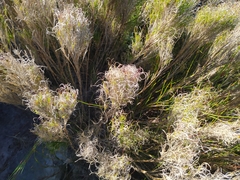 Pseudopentameris macrantha