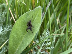 Alopecosa pulverulenta