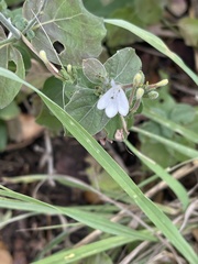 Rhinacanthus xerophilus