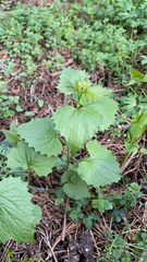 Alliaria petiolata