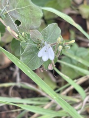 Rhinacanthus xerophilus