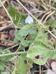 Rhinacanthus xerophilus