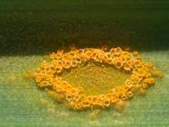 Puccinia sessilis