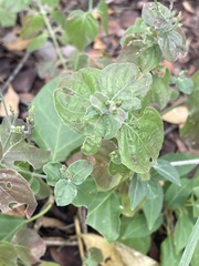 Rhinacanthus xerophilus