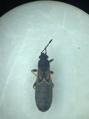 Ischnodemus sabuleti