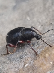 Otiorhynchus atroapterus