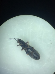 Ischnodemus sabuleti