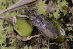 Sphaenognathus giganteus