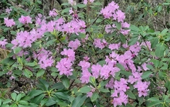 Rhododendron carolinianum