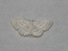 Scopula penultima