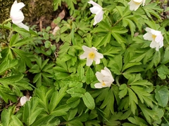 Anemonoides nemorosa