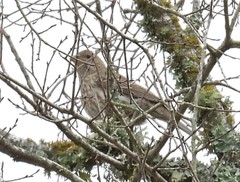 Haemorhous mexicanus