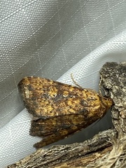 Perigea xanthioides