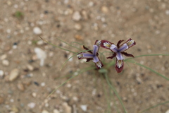 Iris longiscapa