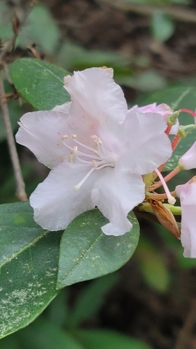 Image of Rhododendron carolinianum by (c) snail_hiker, some rights reserved (CC BY)
