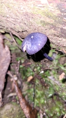 Entoloma panniculus