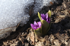 Colchicum szovitsii