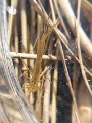 Zygoptera
