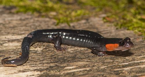 Red-cheeked Salamander