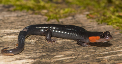Plethodon jordani